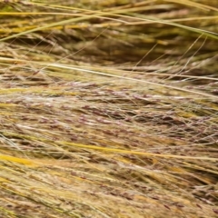 Nassella trichotoma (Serrated Tussock) at Isaacs Ridge and Nearby - 11 Nov 2023 by Mike