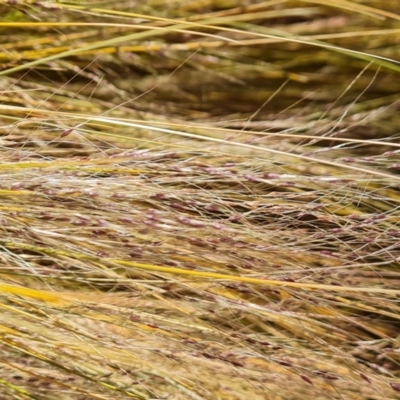 Nassella trichotoma (Serrated Tussock) at Isaacs Ridge and Nearby - 11 Nov 2023 by Mike