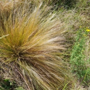 Nassella trichotoma at Isaacs Ridge and Nearby - 12 Nov 2023