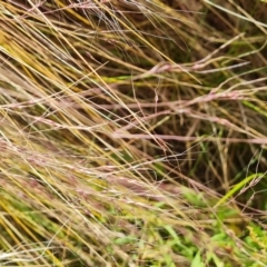 Nassella trichotoma at Isaacs Ridge and Nearby - 12 Nov 2023