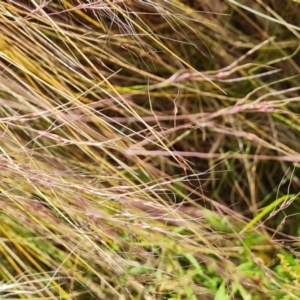 Nassella trichotoma at Isaacs Ridge and Nearby - 12 Nov 2023