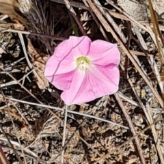 Convolvulus angustissimus subsp. angustissimus (Australian Bindweed) at Isaacs Ridge and Nearby - 11 Nov 2023 by Mike