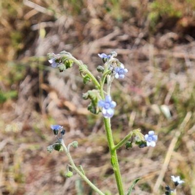 Cynoglossum australe (Australian Forget-me-not) at Isaacs Ridge - 11 Nov 2023 by Mike