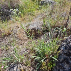 Cynoglossum australe at Isaacs Ridge and Nearby - 12 Nov 2023 10:12 AM