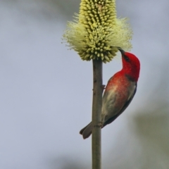 Myzomela sanguinolenta (Scarlet Honeyeater) at Brunswick Heads, NSW - 28 Oct 2023 by macmad