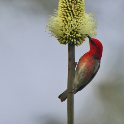 Myzomela sanguinolenta (Scarlet Honeyeater) at Brunswick Heads, NSW - 28 Oct 2023 by macmad