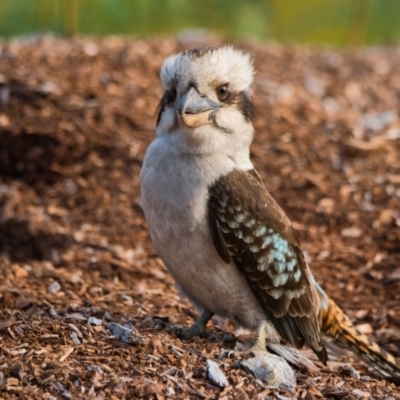 Dacelo novaeguineae (Laughing Kookaburra) at Wallum - 28 Oct 2023 by macmad