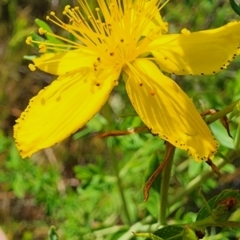 Hypericum perforatum (St John's Wort) at The Fair, Watson - 11 Nov 2023 by Steve818