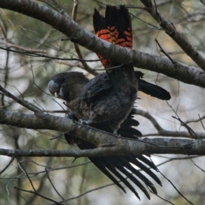 Calyptorhynchus lathami lathami at Brunswick Heads, NSW - suppressed