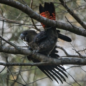 Calyptorhynchus lathami lathami at Brunswick Heads, NSW - 28 Oct 2023