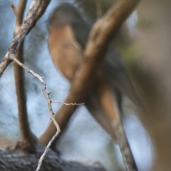 Cacomantis flabelliformis (Fan-tailed Cuckoo) at Brunswick Heads, NSW - 29 Oct 2023 by macmad