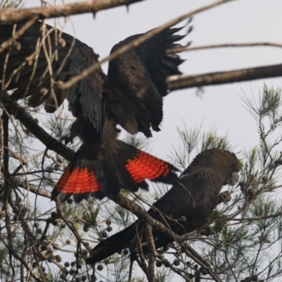 Calyptorhynchus lathami (Glossy Black-Cockatoo) at Brunswick Heads, NSW - 28 Oct 2023 by macmad