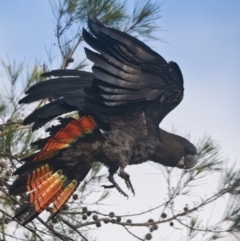 Calyptorhynchus lathami lathami at Brunswick Heads, NSW - 29 Oct 2023