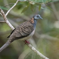 Geopelia humeralis (Bar-shouldered Dove) at Brunswick Heads, NSW - 28 Oct 2023 by macmad