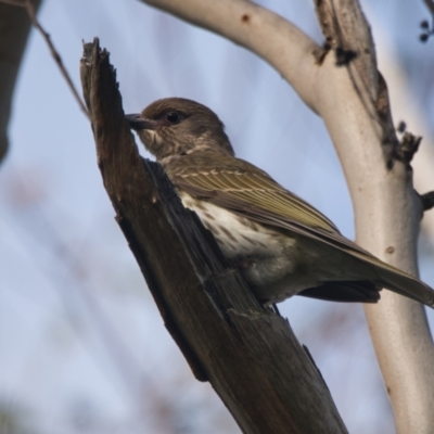 Sphecotheres vieilloti (Australasian Figbird) at Brunswick Heads, NSW - 29 Oct 2023 by macmad