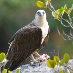 Pandion haliaetus at Brunswick Heads, NSW - suppressed