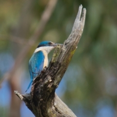 Todiramphus sanctus (Sacred Kingfisher) at Brunswick Heads, NSW - 28 Oct 2023 by macmad