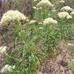 Cassinia longifolia (Shiny Cassinia, Cauliflower Bush) at Mount Taylor - 11 Nov 2023 by MatthewFrawley