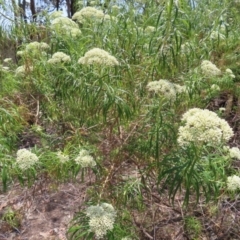 Cassinia longifolia at Mount Taylor - 11 Nov 2023