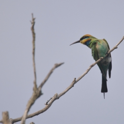 Merops ornatus (Rainbow Bee-eater) at Brunswick Heads, NSW - 29 Oct 2023 by macmad