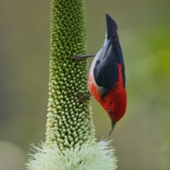 Myzomela sanguinolenta (Scarlet Honeyeater) at Brunswick Heads, NSW - 29 Oct 2023 by macmad