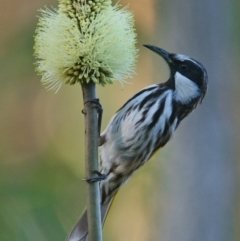 Phylidonyris niger (White-cheeked Honeyeater) at Brunswick Heads, NSW - 29 Oct 2023 by macmad