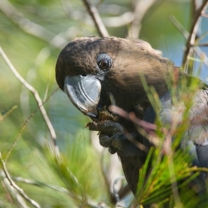Calyptorhynchus lathami at Brunswick Heads, NSW - 29 Oct 2023