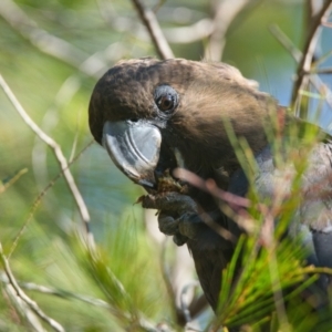 Calyptorhynchus lathami lathami at Brunswick Heads, NSW - suppressed