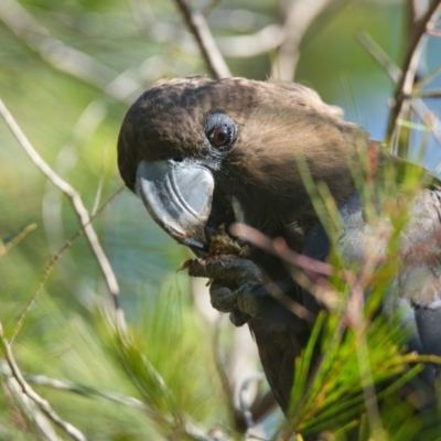 Calyptorhynchus lathami lathami (Glossy Black-Cockatoo) at Brunswick Heads, NSW - 29 Oct 2023 by macmad