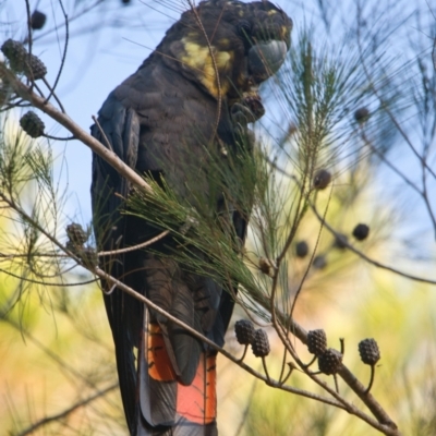 Calyptorhynchus lathami (Glossy Black-Cockatoo) at Brunswick Heads, NSW - 29 Oct 2023 by macmad
