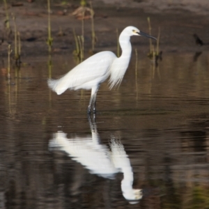 Egretta garzetta at Brunswick Heads, NSW - 29 Oct 2023