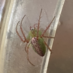 Oxyopidae (family) (Lynx spider) at Nanima, NSW - 12 Nov 2023 by 81mv