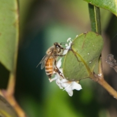 Apis mellifera (European honey bee) at Brunswick Heads, NSW - 29 Oct 2023 by macmad