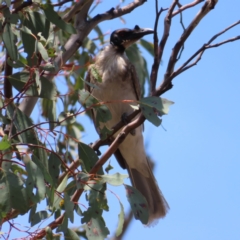 Philemon corniculatus (Noisy Friarbird) at Mount Taylor - 11 Nov 2023 by MatthewFrawley