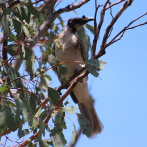 Philemon corniculatus at Mount Taylor - 11 Nov 2023 01:10 PM