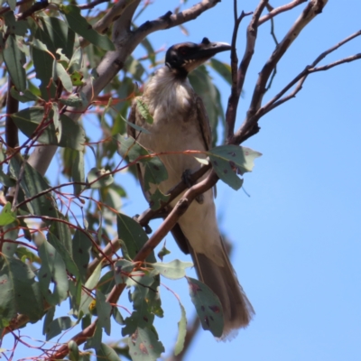 Philemon corniculatus (Noisy Friarbird) at Mount Taylor - 11 Nov 2023 by MatthewFrawley