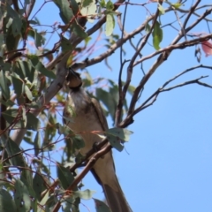 Philemon corniculatus at Mount Taylor - 11 Nov 2023