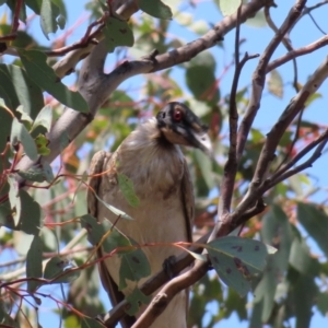 Philemon corniculatus at Mount Taylor - 11 Nov 2023 01:10 PM