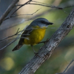 Eopsaltria australis (Eastern Yellow Robin) at Brunswick Heads, NSW - 29 Oct 2023 by macmad