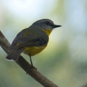 Eopsaltria australis at Brunswick Heads, NSW - 30 Oct 2023