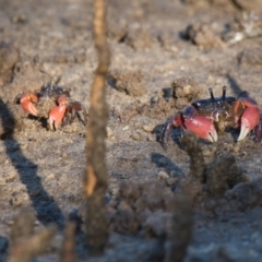 Unidentified Crab, Prawn, Barnacle (Crustacea) at Brunswick Heads, NSW - 30 Oct 2023 by macmad