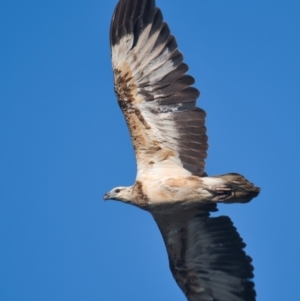 Haliaeetus leucogaster at Brunswick Heads, NSW - 30 Oct 2023