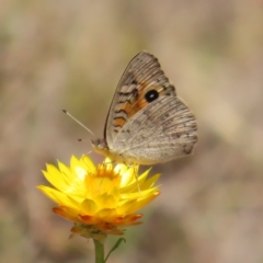 Junonia villida (Meadow Argus) at Mount Taylor - 11 Nov 2023 by MatthewFrawley