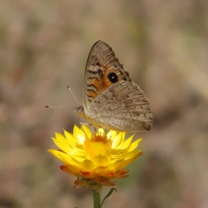 Junonia villida at Mount Taylor - 11 Nov 2023