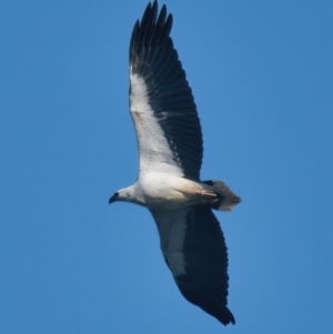 Haliaeetus leucogaster at Brunswick Heads, NSW - 30 Oct 2023