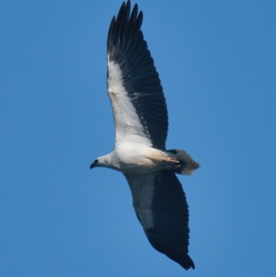 Haliaeetus leucogaster (White-bellied Sea-Eagle) at Brunswick Heads, NSW - 30 Oct 2023 by macmad