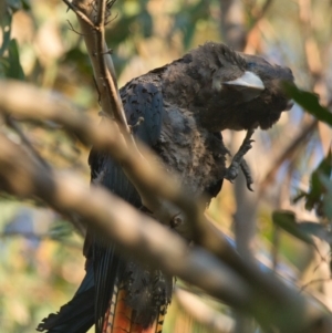 Calyptorhynchus lathami at Brunswick Heads, NSW - 30 Oct 2023