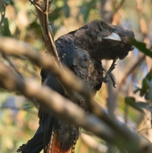 Calyptorhynchus lathami lathami at Brunswick Heads, NSW - suppressed