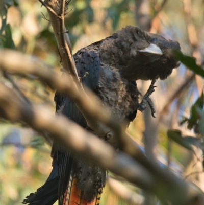 Calyptorhynchus lathami lathami (Glossy Black-Cockatoo) at Brunswick Heads, NSW - 30 Oct 2023 by macmad