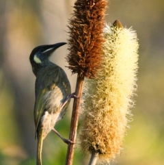 Meliphaga lewinii (Lewin's Honeyeater) at Wallum - 31 Oct 2023 by macmad